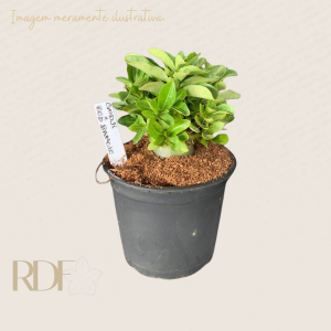 Pré Venda Rosa do Deserto Arabicum Godji x Red Bangle