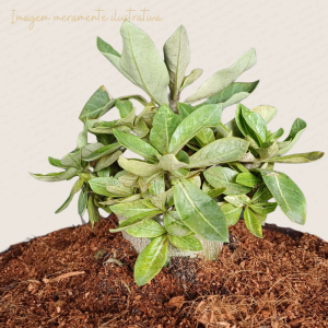 Pré Venda Rosa do Deserto Arabicum Cronus  (14 meses)