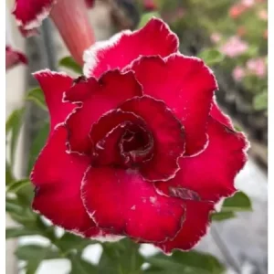 Rosa do Deserto Baby - Rosa do Deserto Lip Print - RDF Baby - RDF Fortaleza