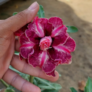 Pré Venda Rosa Do Deserto Kr 169