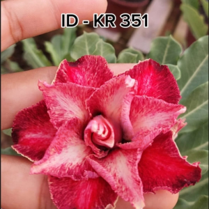 Pré Venda Rosa Do Deserto Kr 351