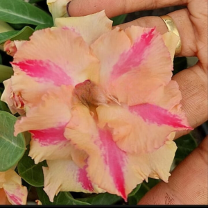 Pré Venda Rosa Do Deserto Kr 225