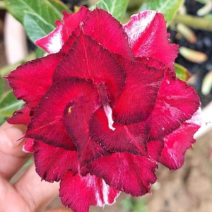 Pré Venda Rosa Do Deserto Flaminga