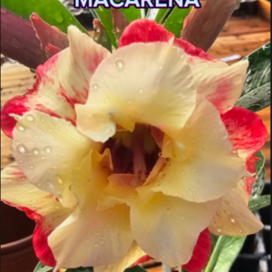 Pré Venda Rosa Do Deserto Macarena
