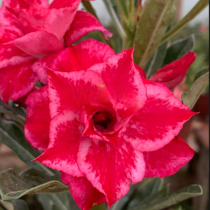 Pré Venda Rosa Do Deserto Kr 379