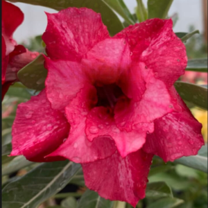 Pré Venda Rosa Do Deserto Kr 396