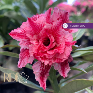 Rosa do Deserto Baby - Rosa do Deserto Rainy Bloom - RDF Baby - RDF Fortaleza
