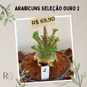 Arabicuns Seleção Ouro 2