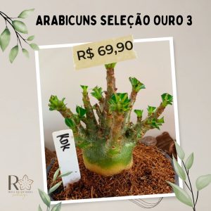 Arabicuns Seleção Ouro 3