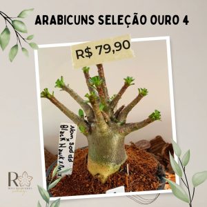 Arabicuns Seleção Ouro 4