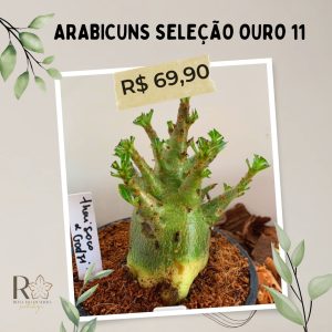 Arabicuns Seleção Ouro 11