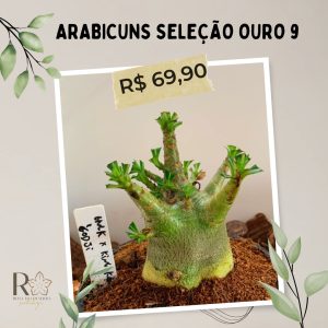 Arabicuns Seleção Ouro 9