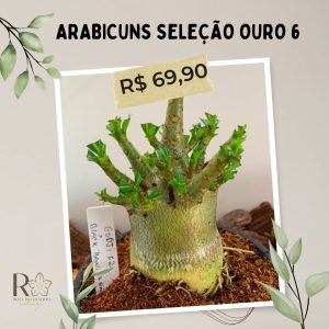 Arabicuns Seleção Ouro 6