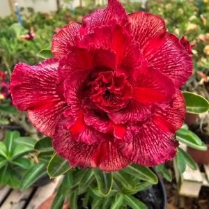 Pré Venda Rosa Do Deserto KR 314