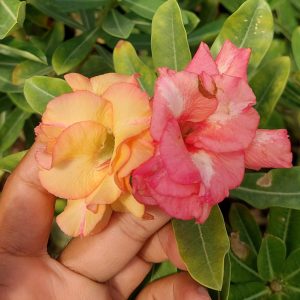 Pré Venda Rosa Do Deserto KR 214
