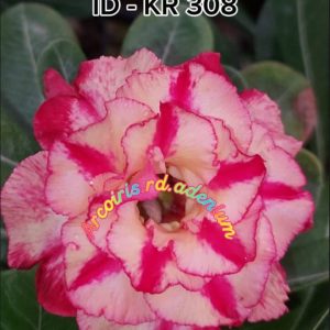 Pré Venda Rosa Do Deserto KR 308