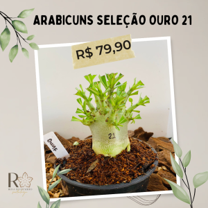 Arabicuns Seleção Ouro 21