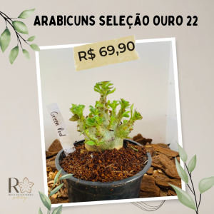 Arabicuns Seleção Ouro 22