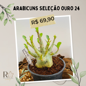 Arabicuns Seleção Ouro 24
