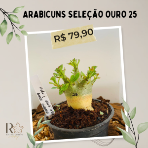 Arabicuns Seleção Ouro 25