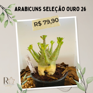 Arabicuns Seleção Ouro 26