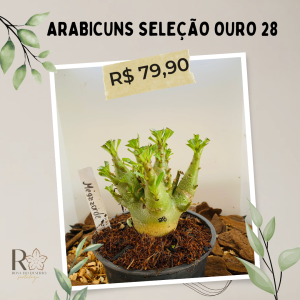 Arabicuns Seleção Ouro 28