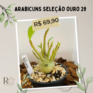 Arabicuns Seleção Ouro 29