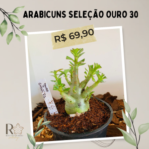 Arabicuns Seleção Ouro 30