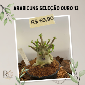 Arabicuns Seleção Ouro 13
