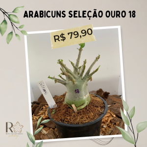 Arabicuns Seleção Ouro 18