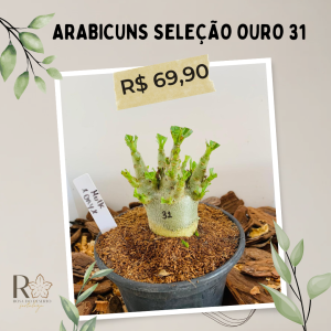 Arabicuns Seleção Ouro 31