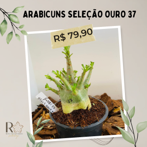 Arabicuns Seleção Ouro 37