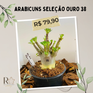 Arabicuns Seleção Ouro 38