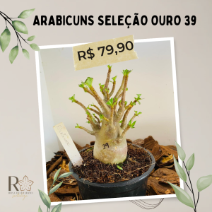 Arabicuns Seleção Ouro 39