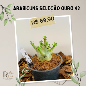 Arabicuns Seleção Ouro 42