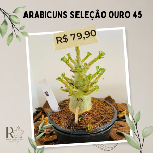 Arabicuns Seleção Ouro 45