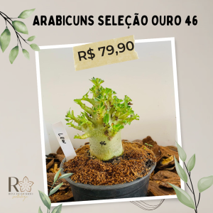 Arabicuns Seleção Ouro 46