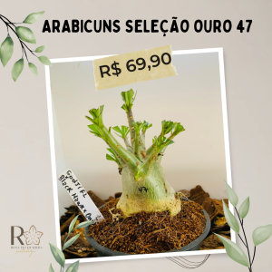 Arabicuns Seleção Ouro 47