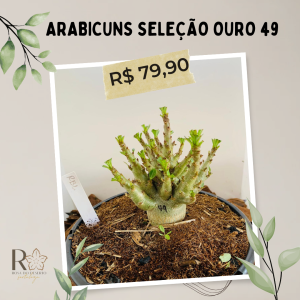 Arabicuns Seleção Ouro 49