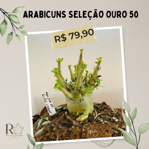 Arabicuns Seleção Ouro 50