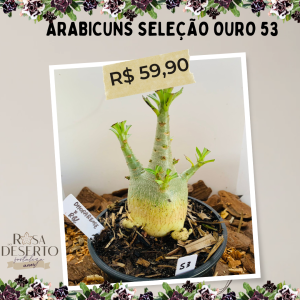 Arabicuns Seleção Ouro 53