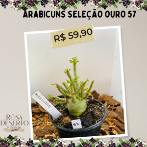 Arabicuns Seleção Ouro 57