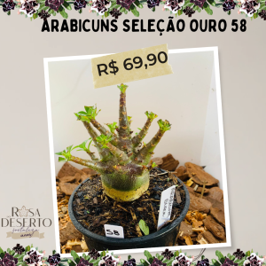 Arabicuns Seleção Ouro 58