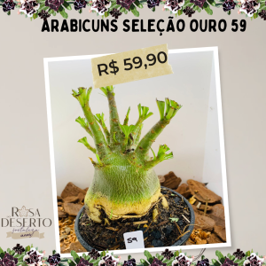 Arabicuns Seleção Ouro 59