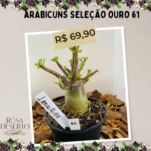 Arabicuns Seleção Ouro 61