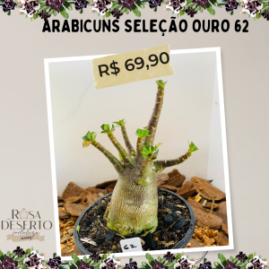 Arabicuns Seleção Ouro 62