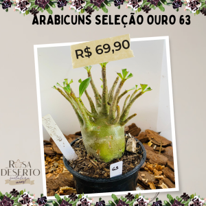 Arabicuns Seleção Ouro 63