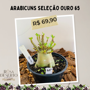 Arabicuns Seleção Ouro 65