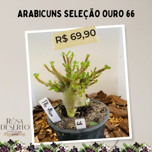 Arabicuns Seleção Ouro 66