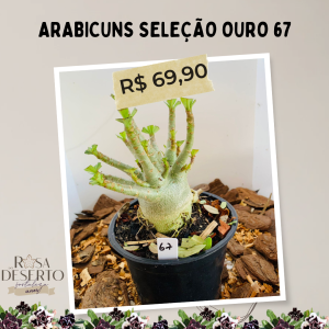 Arabicuns Seleção Ouro 67